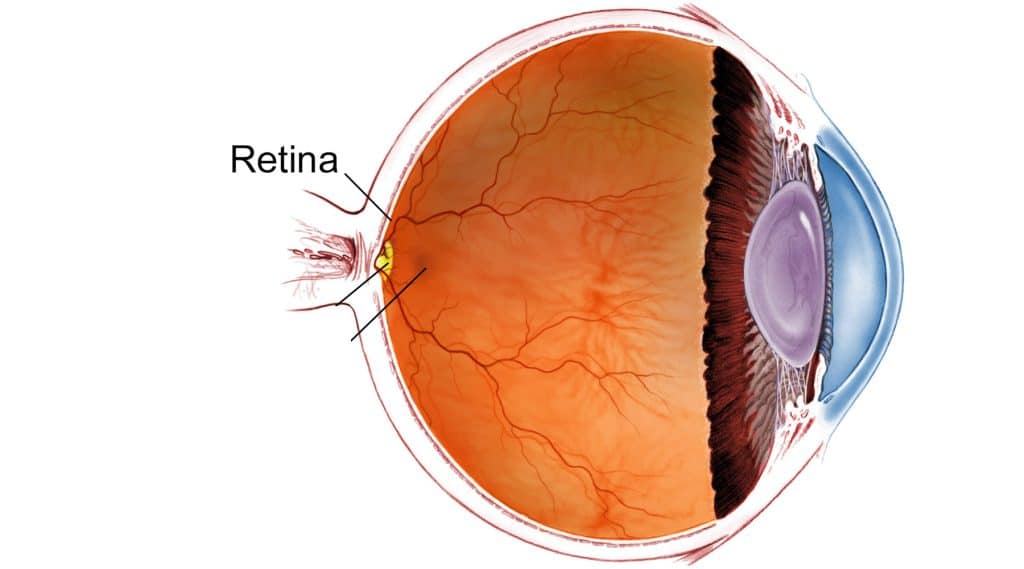 Retina Nedir?
