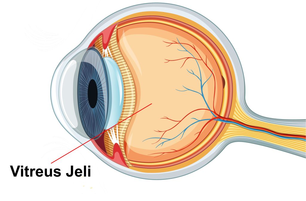 Vitreus Jeli (Vitreous Humour) Nedir?