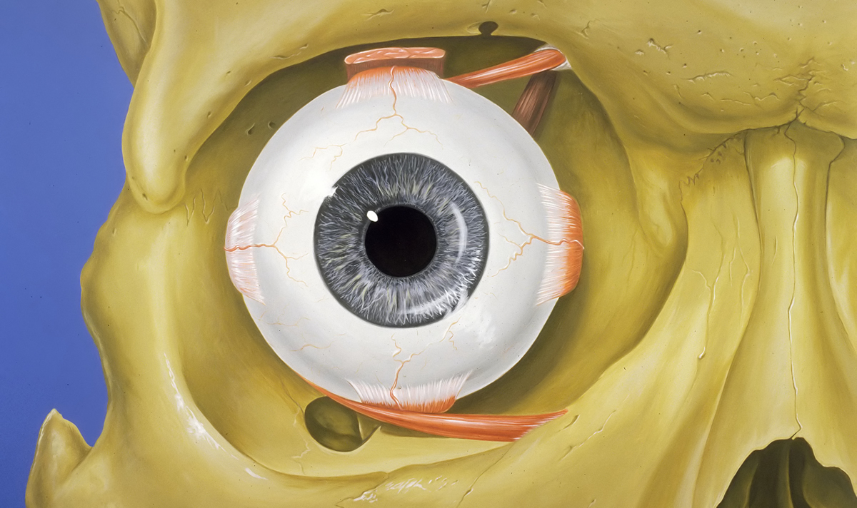 Orbita Nedir?